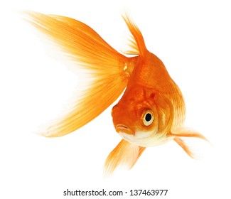 Gold Fish Isolation On White Stock Photo (Edit Now) 53804341 Goldfish Art Illustrations, Goldfish Art, Koi Art, Fish Illustration, Fish Drawings, Body Pose Drawing, Digital Portrait Art, Gold Fish, White Stock