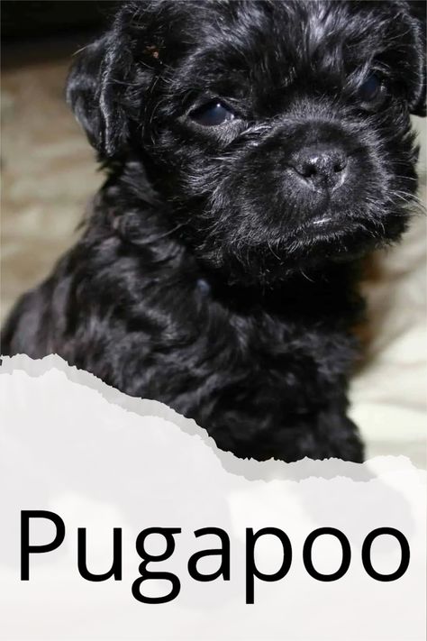 The Pugapoo dog is a mixed breed dog that crosses a Pug and a Poodle. Other names that are often used for this designer hybrid mixed dog are Pugoodle or Pug-A-Poo. #pugpoodle #pugpoodlecross #pugandpoodle #pugapoo #pugapoopuppies #pugapoodogs #poodlepugcross Pug Mixed Breeds, Pug Zu, Pug Cross, Pug Breed, Pug Mix, English Toy Spaniel, Yorkie Poo, A Pug, The Pug