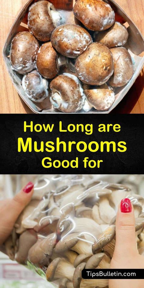 Freezing Mushrooms How To, What To Do With Mushrooms, How To Wash Mushrooms, Storing Fresh Vegetables, Freezing Mushrooms, 2000 Food, How To Store Mushrooms, Freezing Food Guide, Mushroom Shelf