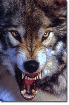 Angry wolf Wolf Growling, Lup Singuratic, Snarling Wolf, Tato Geometris, Angry Wolf, Wolf Eyes, Wolf Face, Wolf Photos, Wolf Tattoo Design