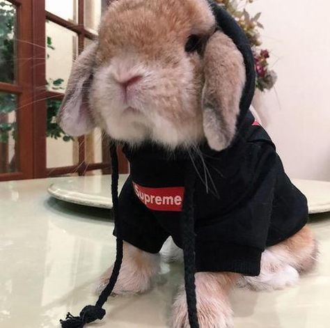 S'preme Hype Hoodie for Rabbits - Bunny Supply Co. Rabbit Supplies, Bunny Things, Bunny Clothes, Bunny Supplies, Lionhead Bunny, Pet Bunny Rabbits, Rabbit Clothes, Bunny Stuff, Adorable Bunnies