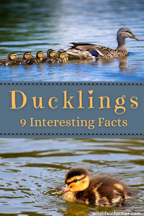 We all know ducklings are super cute, but how much do you know about them? We look at some fun facts about the early life of these little fluff balls #ducklings #ducks #birdwatching #waterfowl Facts About Ducks, Male Duck, Runner Ducks, Fun Facts About Animals, Baby Birds, Baby Ducks, Baby Bird, Animal Facts, Body Systems