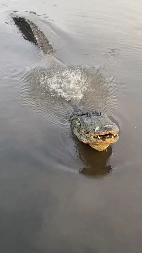 natureismetal on Instagram: Gator Go Brrrrr 📽 via @savannahboan @gatorland_orlando This alligator is bellowing, something gators do to communicate size information… Gatorland Orlando, Us Road Trip, Animal Print Nails, Animal Jokes, Animal Logo, Animal Memes, Funny Animal Videos, Animal Photography, Alligator