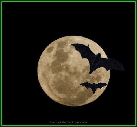 Bats. Bat Photos, Friday The 13th Tattoo, Bat Tattoo, Moon Dance, Halloween Photos, Witchy Woman, Moon Magic, Free Halloween, Moon Tattoo