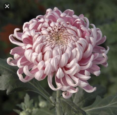 Allouise Pink Chrysanthemum Chrysanthemum Pink, Flowers Pansies, Garden Peonies, Chrysanthemum Plant, Flowers Gardening, Flower Shops, Gardening Flowers, Flowers Yellow, Peonies Garden