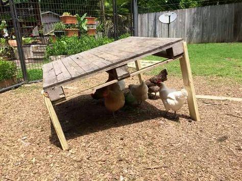 Pallet shade and flying predator cover Chicken Run Shade Ideas, Chicken Coop Shade Ideas, Shade For Chicken Run, Chicken Shade Ideas, Diy Shade For Chickens, Shade For Chicken Coop, Shade For Chickens, Pallet Chicken Tractor, Chicken Shelter From Rain