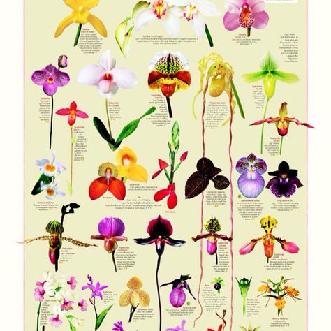 Orchid Chart Botanisk Illustration, Mushroom Kits, Types Of Orchids, Orchid Color, Orchids Garden, Orchid Care, Beautiful Orchids, Deco Floral, Exotic Plants