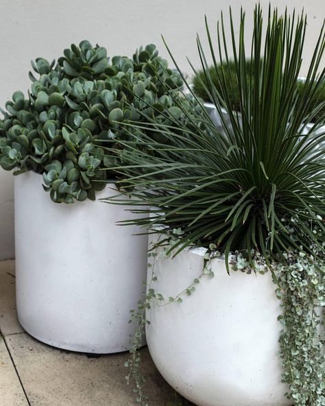 Nothing beats a white pot cluster Pot Plant Cluster, Pot Cluster, Big Indoor Plants, Potted Plants Outdoor, Pot Plant, Outdoor Pots, City Garden, The Balcony, Foliage Plants