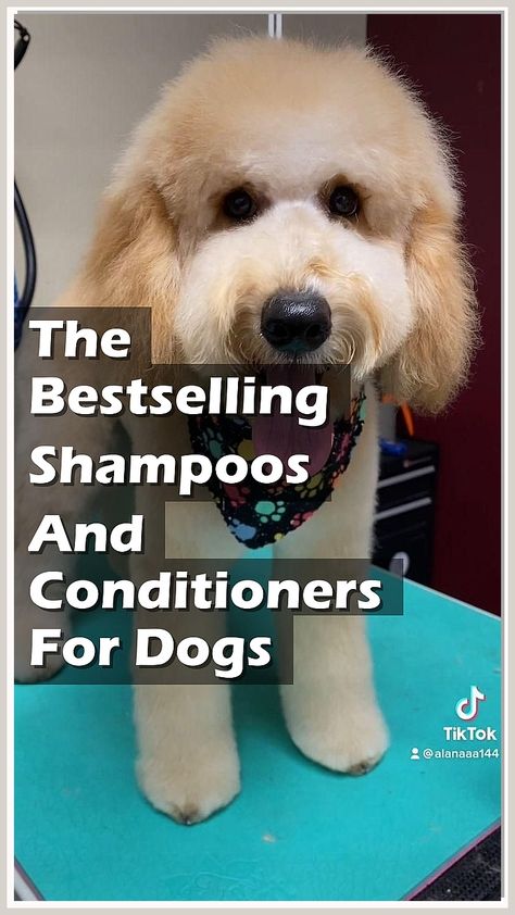 Looking for the best dog shampoo and conditioner to make your pup look and feel its best? Look no further than the top rated products on our site! Best Puppy Shampoo, Dog Shampoo And Conditioner, Pet Head Shampoo, Best Dog Shampoo, Shampoos And Conditioners, Dog Conditioner, Dog Shampoo, Shampoos, Dog Coats