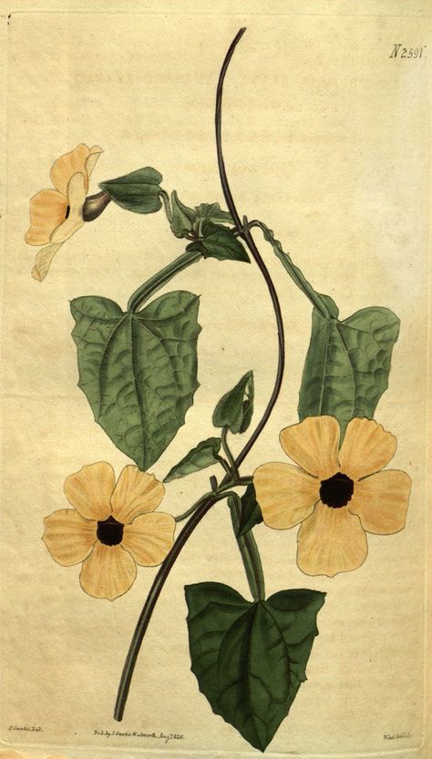 Black Eyed Susan Vine, Thunbergia alata, circa 1825 Black Eyed Susan Vine Tattoo, Trumpet Vine Flower Drawing, Black Eyed Susan Flower Drawing, Vintage Vine Illustration, Black Eyed Susan Botanical Illustration, Thunbergia Alata, Thunbergia Erecta, Black Eyed Susan Vine, Vine Drawing