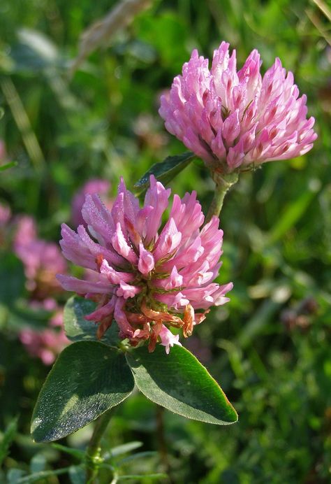 Red Clover Tincture, Uk Wildflowers, Red Clover Flower, Organic Bouquet, Nature Reference, State Flowers, Illustration Collage, Red Clover, Kitchen Magic