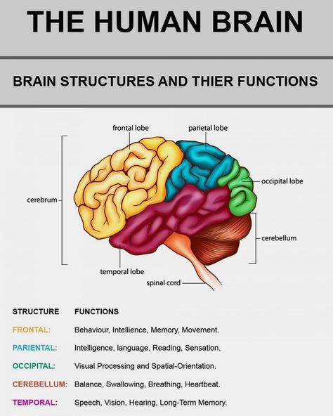 A great infographic of the human brain. Visually appealing and tactful use of... Brain Anatomy And Function, Brain Lobes, Brain Regions, Occipital Lobe, Brain Mapping, Visual Processing, Psychology Studies, Brain Structure, Brain Learning