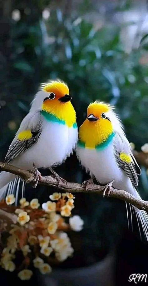 Birds World Birds Photography Nature, Bird Facts, Cutee Animals, Different Birds, Most Beautiful Birds, Rare Birds, Super Cute Animals, Bird Pictures, Exotic Birds