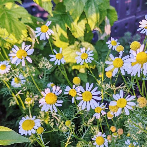 How To Grow Camomile, Chamomile Companion Planting, Planting Chamomile, Grow Chamomile, Lemon Verbena Plant, Herb Companion Planting, Potato Companion Plants, Chamomile Growing, Chamomile Seeds