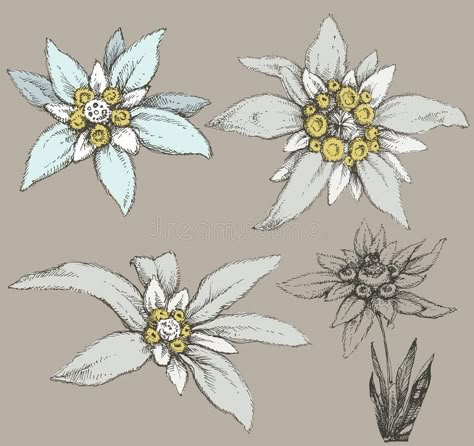 Swiss Flowers, Edelweiss Tattoo, Hur Man Ritar Blommor, Maria Tattoo, Flower Drawing Easy, Tattoo Vintage, Tattoo Watercolor, Alpine Flowers, Edelweiss Flower