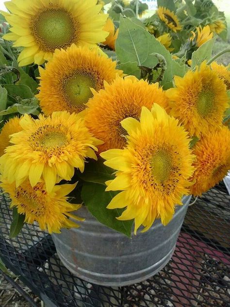 Teddy Bear Sunflower Bouquet, Bday Snacks, Teddy Bear Sunflower, Sunflower Bouquet, Flowers Images, Perennial Flowers, Beautiful Flowers Images, Sunflower Bouquets, Sunflower Wedding