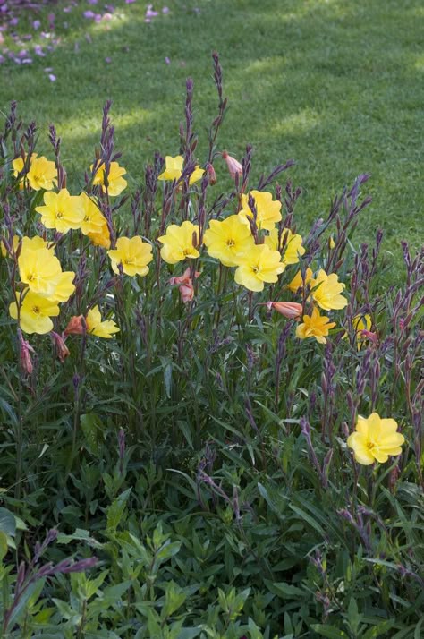 Oenothera biennis | common evening primrose Annual Biennial/RHS Gardening Yellow Evening Primrose, Christmas Collages, Boulder Wall, Oenothera Biennis, Plants Wishlist, American Meadows, Christmas Collage, Front Lawn, Wildlife Habitat