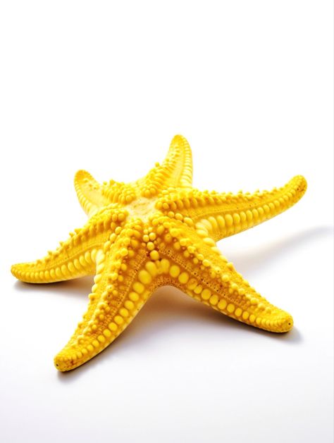 Black And Gold Aesthetic, Stella Marina, Gold Aesthetic, Star Fish, Sea Star, Sealife, Aquarium Fish, Starfish, Animal Art