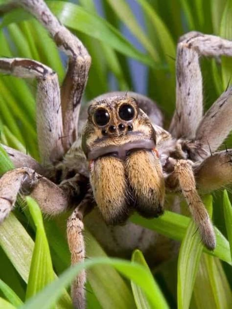 Wolf Spider Spidersona, Spider Reference Photo, Spider Anatomy, Spider Bites Piercing, Spider Reference, Pretty Spiders, Wolf Spiders, Cool Spiders, Beautiful Spiders