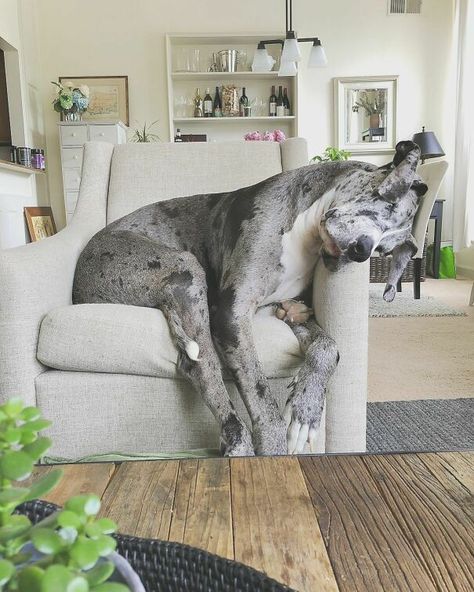 This Big Potato Enjoys The Tiniest Chairs He Could Find Dane Puppies, Great Dane Puppy, Dane Dog, Great Dane Dogs, Aggressive Dog, Lap Dogs, Tiny Dogs, Weimaraner, Little Puppies