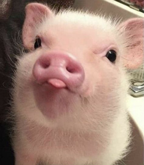 Ivan Lukov, From Lukov With Love, Lukov With Love, Teacup Pigs, Cute Piglets, Cute Small Animals, Cute Piggies, Baby Animals Pictures