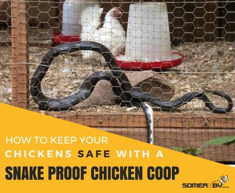 Snake Proof Chicken Coop Snake Hides, Duck Coop, Rat Snake, Chicken Coup, Chicken Owner, Rat Traps, Coop Design, Chicken Feeder, Baby Chickens