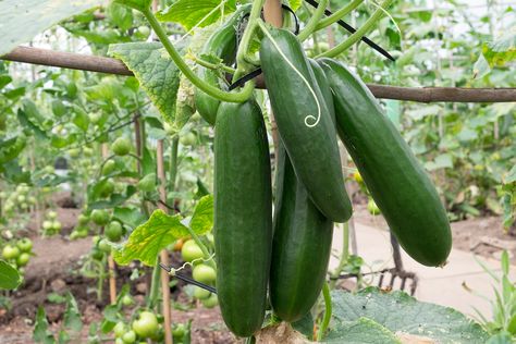 Cucumbers are a quintessential summer crop, which when in full production can produce more fruit than the average size family can handle. Cucumbers are versatile and popular sliced into sandwiches and salads, pickled, or added to summer drinks and punches. Bee Friendly Flowers, Cucumber Plant, Cucumber Seeds, Growing Cucumbers, Best Indoor Plants, Green Fruit, Plant Spacing, Hardy Perennials, Growing Seeds