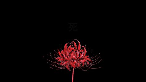 Tokyo Ghoul Red Spider Lily, Tokyo Ghoul Flower, Lycoris Radiata, Lily Wallpaper, Red Spider Lily, Red And Black Wallpaper, Tokyo Ghoul Wallpapers, Spider Lily, Dark Red Wallpaper