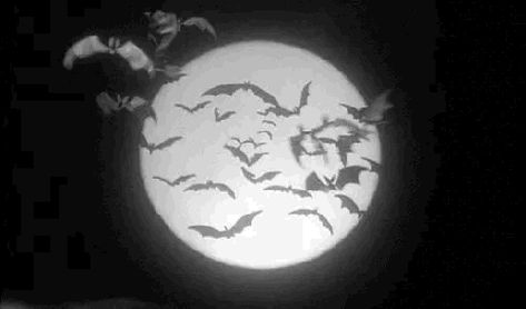 Bat Gif, Emo Gif, Girl Vampire, Perfect Lady, Black And White Gif, Devil Aesthetic, Motion Wallpapers, Emo Pfp, Moon Icon