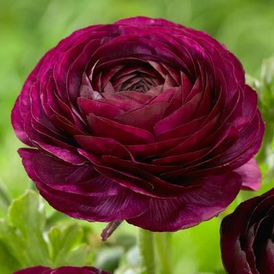 Ranunculus Ranunculus Purple, Deer Repellent, Rose Like Flowers, Ranunculus Asiaticus, Persian Buttercup, Dandy Lion, Longfield Gardens, Yard Plants, Early Spring Flowers