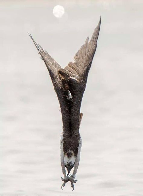 Osprey Diving, Wow Photo, Peregrine Falcon, An Eagle, Foto Art, Birds Of Prey, Wild Birds, Bird Watching, Love Birds