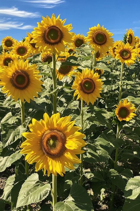 Sunflowers are a radiant and joyful choice for any garden! 🌻🌿 With their tall stems and bright, sunny blooms, these flowers bring cheer and beauty to your outdoor space. Easy to grow and care for, sunflowers are perfect for garden beds, borders, and as stunning cut flowers. Brighten up your garden with the vibrant charm of sunflowers today! 😍🌻 #Sunflowers #GardenBeauty #VibrantFlowers #SunnyBlooms Plant Vegetables, Cut Flowers, Garden Beds, Outdoor Space, Borders, To Grow, Sunflower, Bring It On, Flowers