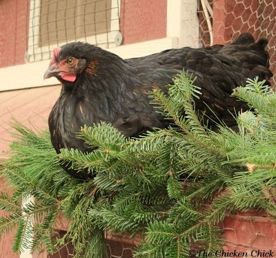 Christmas Chicken Coop Decor, Decorating Chicken Coop For Christmas, Chicken Coop Christmas Decorations, Christmas Chicken Coop, Cluckingham Palace, Coop Decor, Chicken Coop Decor, Square Wreath, Chicken Eating