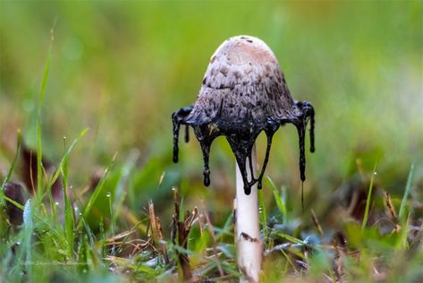 When to Opt for Manual Mode Inky Cap Mushroom, Nature Fall, Unusual Flowers, Flower Nature, Create Image, Professional Photo, Lovely Colors, Original Image, Photographic Prints