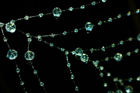 Spiderweb bead art aesthetic photography nature spider web water dropplets beads string upclose wet water inspo inspiration Wet Spider Web, Spiderweb Wallpaper, Drop Jewelry, Aesthetic Photography Nature, Art Aesthetic, Photography Nature, Water Drop, Spider Web, Bead Art