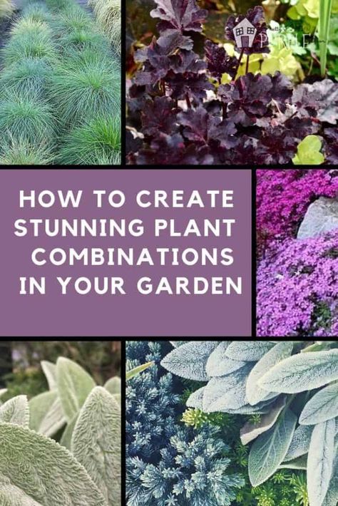 Plant Pairings, Purple Door, Plans Architecture, Desain Lanskap, Purple Garden, Plant Combinations, Plants And Flowers, Garden Bed, Pretty Plants