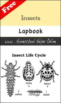 Insects Lapbook Insect Classification, Science Lapbooks, Insect Life Cycle, Science Unit Studies, Human Body Projects, Montessori Science, Insect Activities, Flying Creatures, Science Notebooks