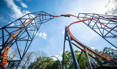 Tigris is a steel launched roller coaster at Busch Gardens Tampa Bay theme park in Tampa, Florida, United States. Busch Gardens Tampa Bay, Busch Gardens Tampa, Busch Gardens, Tampa Florida, Human Resources, Roller Coaster, Tampa Bay, Theme Park, Phone Numbers