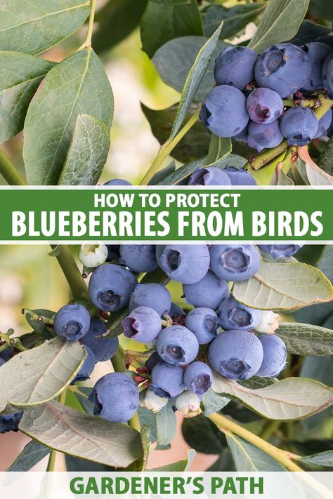 Blueberry Companion Plants, Pioneer Living, Backyard Hacks, Blueberry Varieties, Suburban Homestead, Blueberry Gardening, Growing Blueberries, Berry Garden, Blueberry Plant