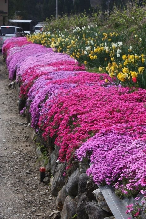 Colorful Ground Cover, Perennial Ground Cover Sun, Creeping Phlox Landscaping, Creeping Phlox Ground Cover Landscaping, Ground Cover That Chokes Out Weeds, Creeping Phlox Ground Cover, Walkable Ground Cover, Flowering Ground Cover Perennials, Shade Ground Cover