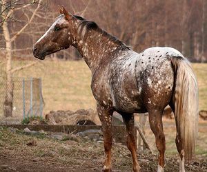 Horse Inspiration, Domestic Animals, Appaloosa Horses, Majestic Horse, All The Pretty Horses, Horse Crazy, Cute Horses, Equine Photography, Horse Life