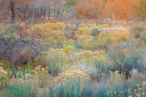 Zion National Park Utah, Blue Hill, Deco Floral, Zion National Park, Plant Design, Grasses, Landscape Photographers, Landscape Architecture, Nature Photos