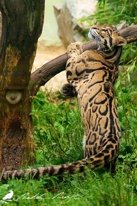 What's up there? by PhotoDragonBird Clouded Leopard Photography, Lions Photography, Clouded Leopard, Exotic Cats, Animal Magic, Rare Animals, Majestic Animals, Animal References, Deviant Art