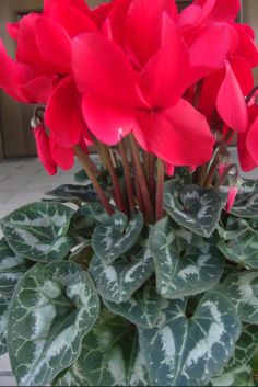 Cyclamen Care, Bonsai Tree, Small Flowers, House Plants, Cactus, Flowers, Plants