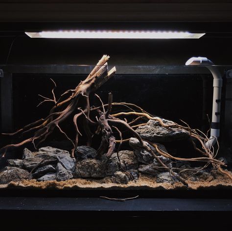 Blackwater Aquascape, Blackwater Aquarium, Hardscape Aquarium, Fish Tank Diy, Biotope Aquarium, Aquascape Ideas, Aquarium Inspiration, Fish Aquarium Decorations, Aqua Tank