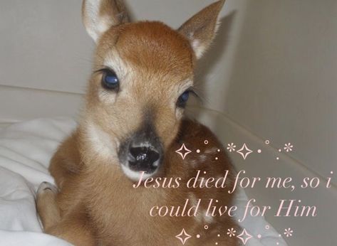 Gods Princess, Jesus Faith, Faith Love, Christian Bible Quotes, Christ Church, Baby Deer, God Loves Me, Jesus Saves, God Loves You