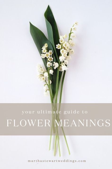 Martha Stewart Flowers, Flowers Guide, Tulips Meaning, Flowers Feed, Birthday Month Flowers, Wedding Boards, Gorgeous Wedding Bouquet, Female Photography, Beach Wedding Flowers