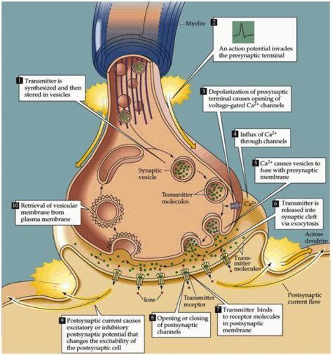 Synapse Ultrastructure The chemical synapse, which is the primary location for communication between neurons, is characterized by the apposition of two neuronal membranes with unequal membrane dens… Synaptic Transmission, Chemical Synapse, Nervous System Anatomy, Teaching Psychology, Medical Student Study, Brain Anatomy, Sequence Of Events, Biology Lessons, Medical School Studying