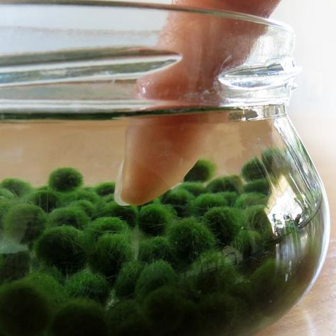 Marimo Moss Ball Aquarium, Marimo Aquarium, Moss Ball Aquarium, Marimo Moss Ball Terrarium, Aquarium Set, Marimo Moss, Marimo Moss Ball, Indoor Water Garden, Moss Ball