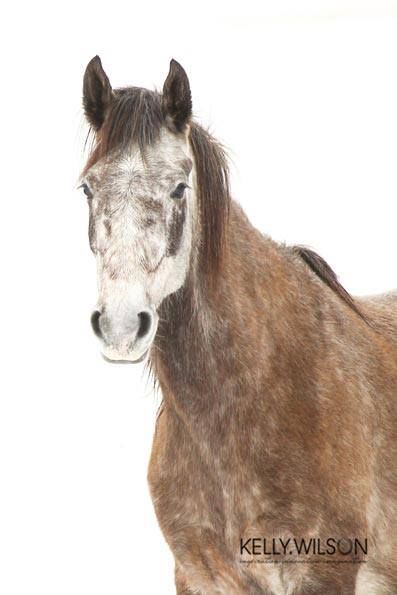 Wild Kaimanawa horse Kaimanawa Horses, Kwpn Horse, Kentucky Mountain Horse, Przewalski's Horse, Welsh Mountain Pony, Horse Hay, Mustang Horse, Beautiful Horse Pictures, Grey Horse